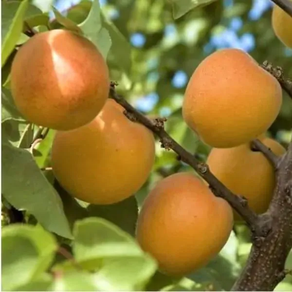 tomcot apricot tree