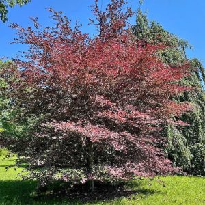 Tricolor European Beech Tree