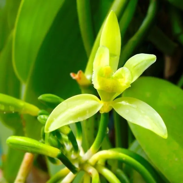 vanilla orchid plant