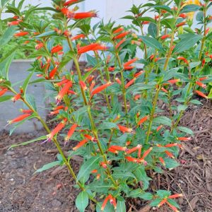 Vermillionaire Large Firecracker Plant Cuphea hybrid