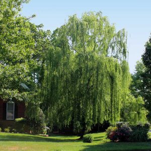 Weeping Willow (Salix babylonica) Salix babylonica