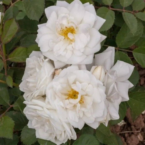 whipped cream rose