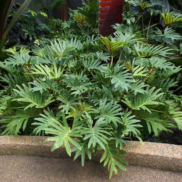 Xanadu Philodendron 'Winterbourn' Plant (Philodendron Xanadu) Philodendron Xanadu