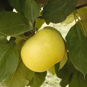 yellow transparent apple trees